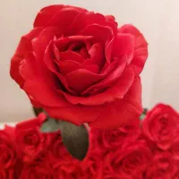 شاخه گل رز مصنوعی (بسته۱۰ عددی نقد و اقساط )|گل مصنوعی|بندرعباس, |دیوار
