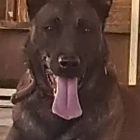 سگ مالینیوز حرفه ای|سگ|قائمشهر, |دیوار