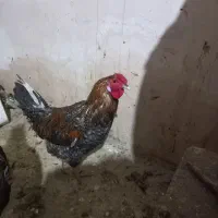 خروس رسمی|حیوانات مزرعه|صالح آباد, |دیوار