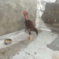 خوروس لاری اصل افغان|حیوانات مزرعه|تربت‌حیدریه, ده پائین|دیوار