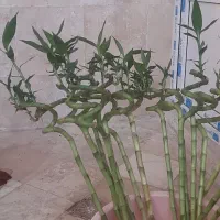 حراج پاییزه|گل مصنوعی|لردگان, |دیوار