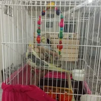 عروس هلندی|پرنده|کرج, آق تپه|دیوار