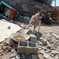 سگ سرابی|سگ|کهریزک, |دیوار