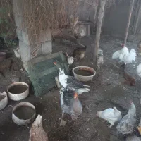 مرغ و غاز|حیوانات مزرعه|شوشتر, |دیوار