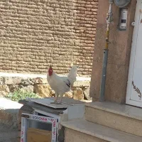 خروس گلین اصل|حیوانات مزرعه|سنندج, |دیوار