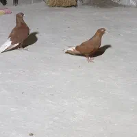 کفتر جفتگاه