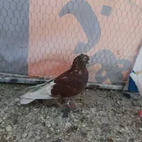 کفتر غریب گیری|پرنده|خاوران, |دیوار