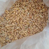 بوغدا ۵کیسه