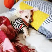 سگ گمشده|سگ|اهواز, نادری|دیوار