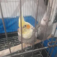 عروس  هلندی