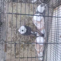 پرنده طوقی کربلایی رنگی