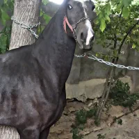 نریان کرد دو ساله