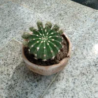 کاکتوس|گل و گیاه طبیعی|خمینیشهر, |دیوار