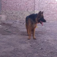 سگ ژرمن نر
