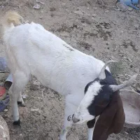 سلام. فروش یک عدد بز ماده|حیوانات مزرعه|هیرمند, |دیوار