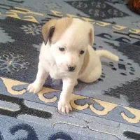 واگذاری توله سگ  جک راسل تریر فوری|سگ|شیراز, گلکوب|دیوار