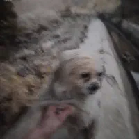 واگذاری سگ خانگی|سگ|زرین دشت (همدان), |دیوار