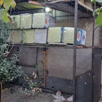 قفس|لوازم جانبی حیوانات|مبارکه, |دیوار