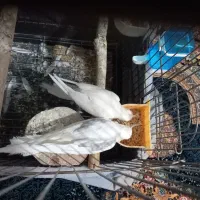 یک جفت البینو دوکت|پرنده|شهریار, شهرک امیریه|دیوار