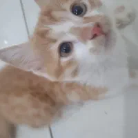 واگذاری بچه گربه