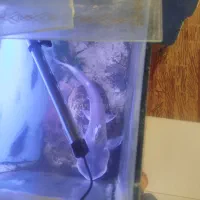 ماهی|ماهی|نیشابور, شهرک رضوی|دیوار