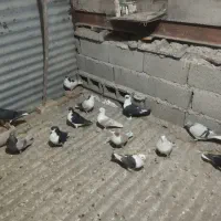 کفترچادری فروشی|پرنده|احمدآبادمستوفی, |دیوار