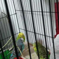 مرغ عشق|پرنده|ارومیه, |دیوار