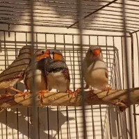فنچ|پرنده|رشت, حافظ آباد|دیوار