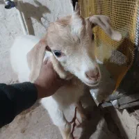 بزغاله سانن نر دو ماهه