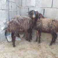 بره|حیوانات مزرعه|چرداول, |دیوار