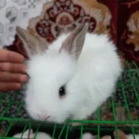 توله خرگوش لوپ|موش و خرگوش|نکا, |دیوار