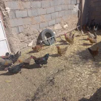 مرغ و خروس|حیوانات مزرعه|بم پشت, |دیوار