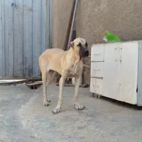 توله ماده سرابی سراب خالص