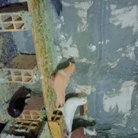 کفتر|پرنده|مشهد, امیرآباد|دیوار