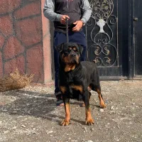 روتوایلر تیپ اروپایی