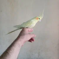 سه عدد عروس هلندی نر و ماده مولد و جوجه ی گلباقالی|پرنده|ساوه, |دیوار