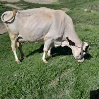 گاو وگوساله