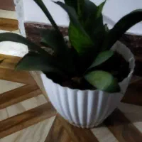 گل زیبا|کلکسیون و سرگرمی|شاهرود, |دیوار