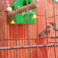 جفت فنچ مولد