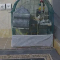 عروس هلندی بالغ سخنگو