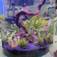 آکواریوم طرح شیشه خمیده|ماهی|مسجد سلیمان, |دیوار