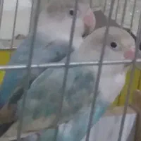 عروس هلندی|پرنده|ایذه, |دیوار