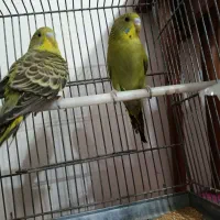 دو جفت مرغ عشق درجه یک|پرنده|چهاردانگه (تهران), |دیوار