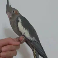 عروس هلندی نر ۲.۵ماهه