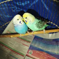 یه جفت مرغ عشق جوان  بدون قفس