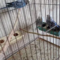 مرغ عشق فروشی|پرنده|دوگنبدان, |دیوار