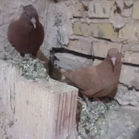 کفتر یا کبوتر