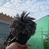 مرغ و خروس لهستانی اصیل|حیوانات مزرعه|سورک, |دیوار