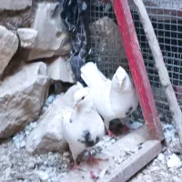 کبوتر