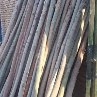 بریدن خرید و فروش چوب|خدمات باغبانی و درختکاری|فلاورجان, |دیوار